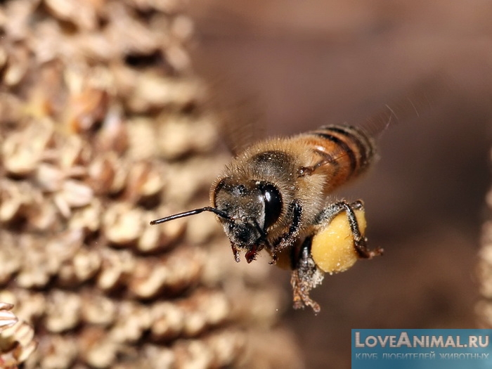 Чему у пчелы можно поучиться. Интересные факты