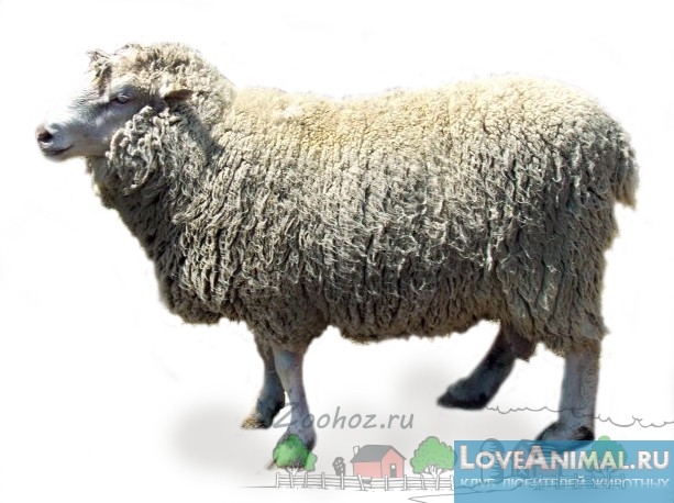 Овцы породы Прекос. Описание, отзывы, фото и видео