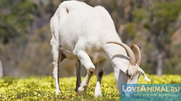 Лучшие молочные породы коз. Советы по выбору, описание и характеристики