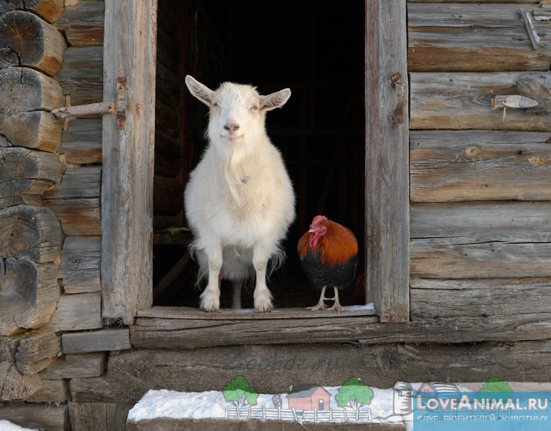 Козлятник - сарай для коз своими руками. Чертежи, фото и видео
