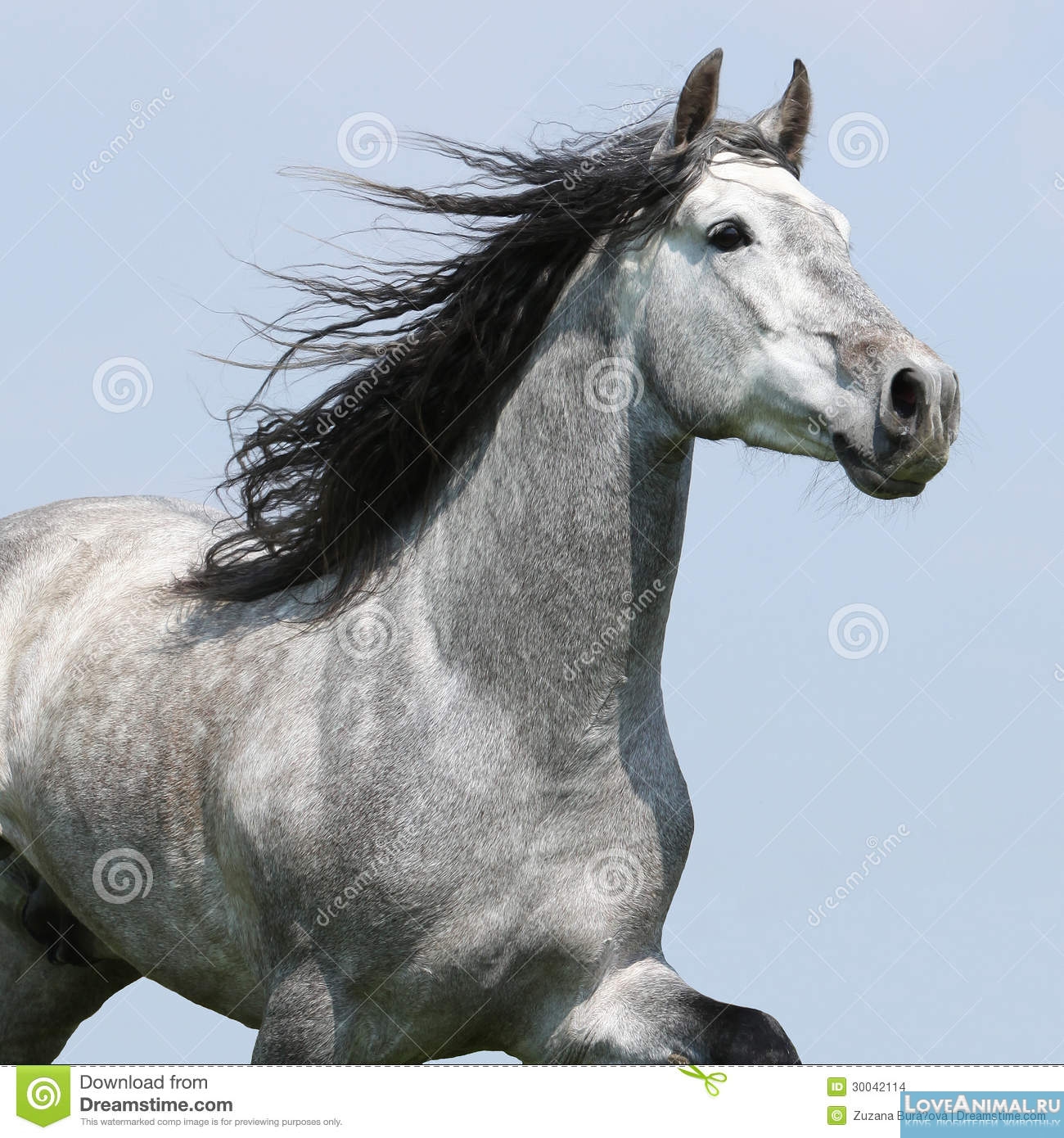Картезианская лошадь. Описание с фото и видео