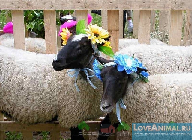 Всё о романовской породе овец. Характеристики, отзывы, фото и видео