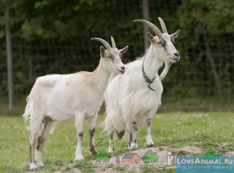Отличия козы от козла. Основные признаки с фото и видео