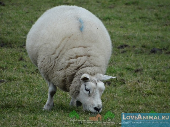 Тексель - мясошерстная порода овец. Характеристика, отзывы, видео