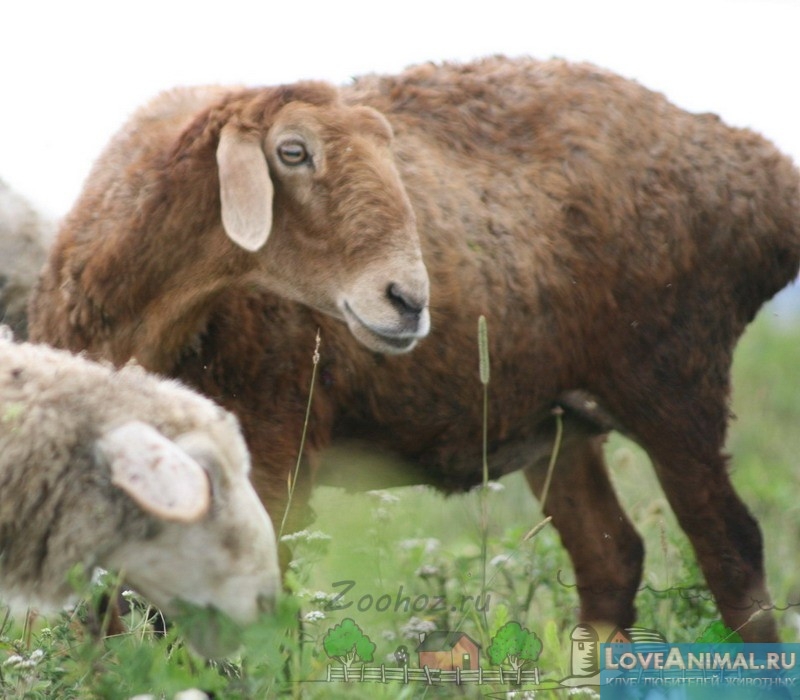 Эдильбаевская порода овец. Отзывы, описание фото и видео