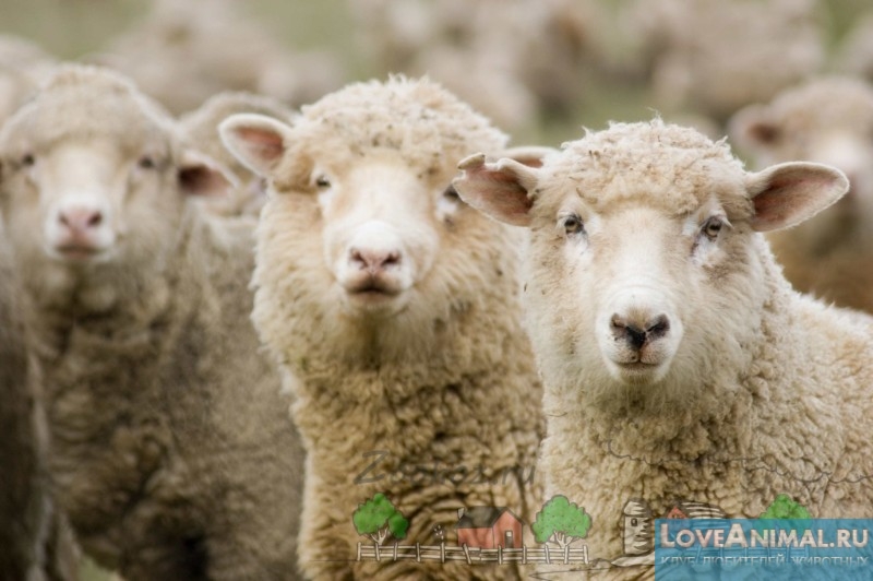 Мировые лидеры в овцеводстве
