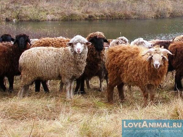 Выбор мясных пород овец. Характеристика, продуктивность