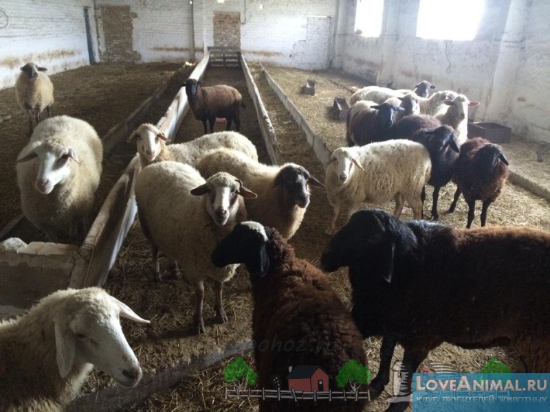 Бизнес-план разведение овец. Все аспекты, нюансы, советы с фото и видео