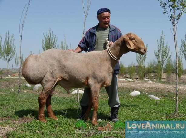 Самые крупные овцы в мире - гиссарской породы.