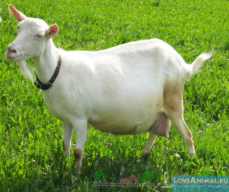 Всё о Зааненской породе коз. Разведение, содержание, описание с фото и видео